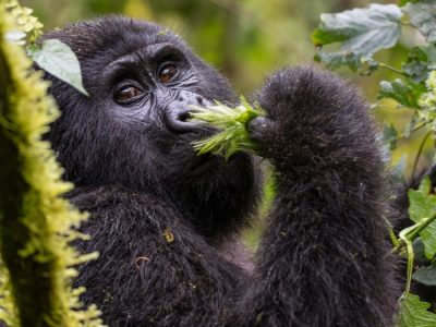 Ouganda Luxury small group
